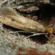 Case baring clothes moths