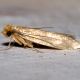 Common Clothes Moth